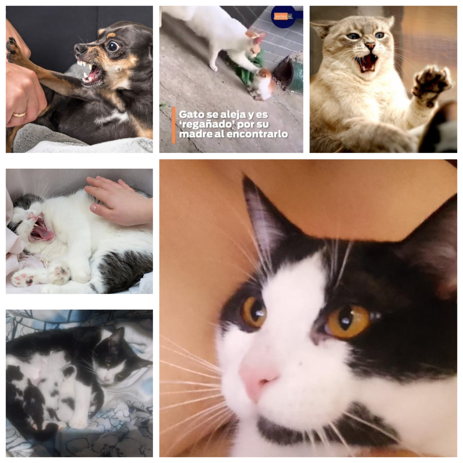 Estrés materno en felinos y caninos