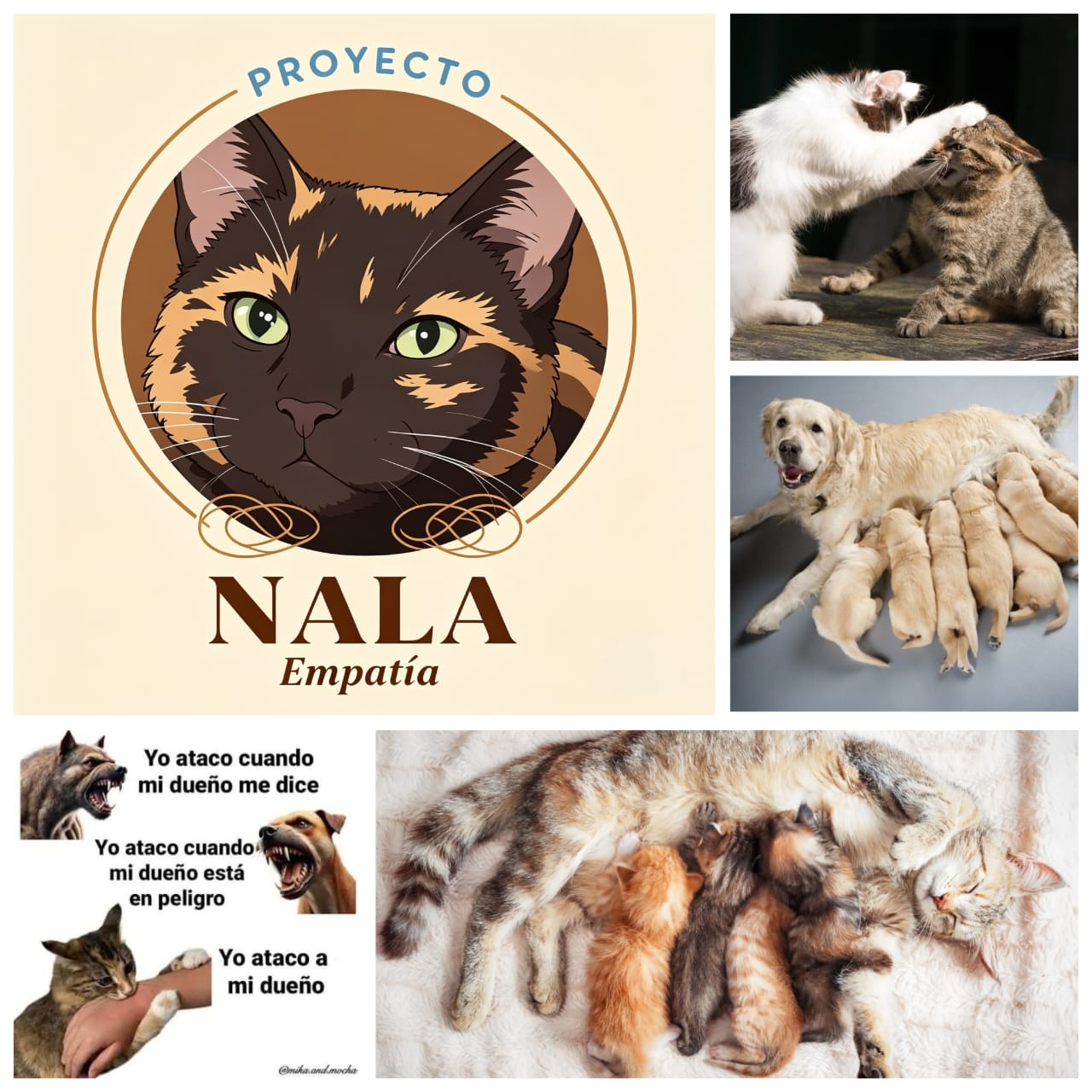 Estrés materno en felinos y caninos