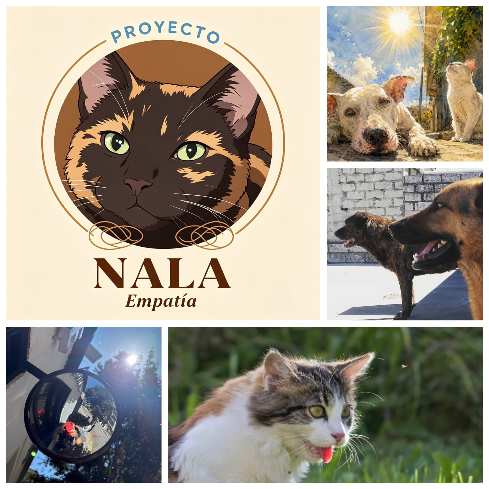 Cuando el sol también puede hacer daño: una mirada empática al bienestar animal en Quito