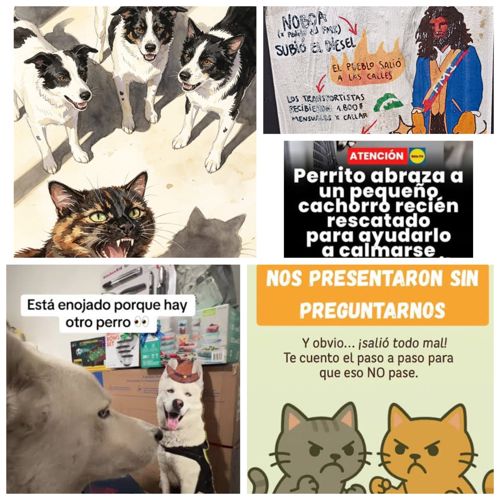 Adaptación de perros y gatos a nuevos miembros